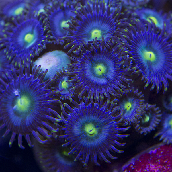 zoanthids, palys, and protopaly names and picture id's