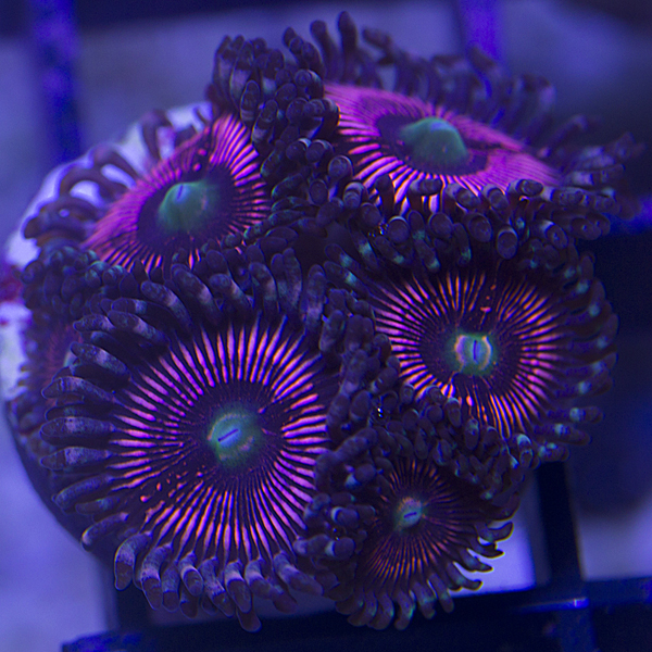 zoanthids, palys, and protopaly names and picture id's