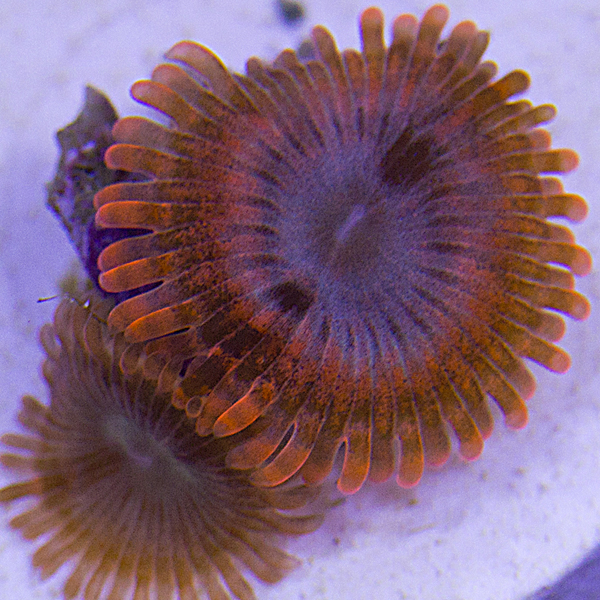 zoanthids, palys, and protopaly names and picture id's