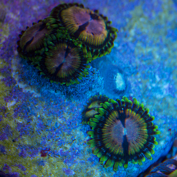 zoanthids, palys, and protopaly names and picture id's
