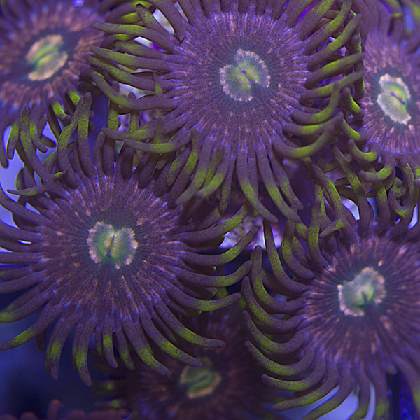 zoanthids, palys, and protopaly names and picture id's
