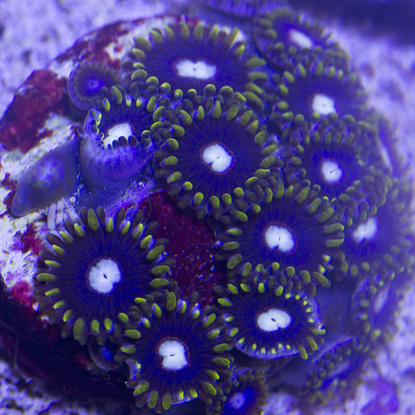 zoanthids, palys, and protopaly names and picture id's
