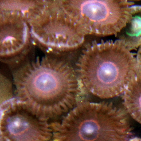zoanthids, palys, and protopaly names and picture id's