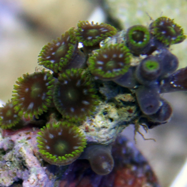 zoanthids, palys, and protopaly names and picture id's