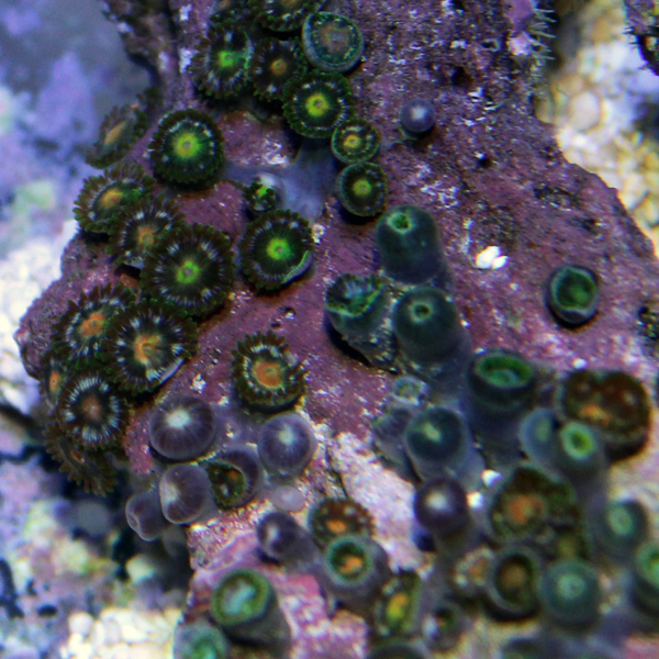zoanthids, palys, and protopaly names and picture id's