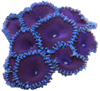 Zoanthids